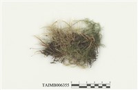 藏品(溪邊青苔)的圖片